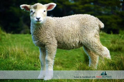 NZ lamb in paddock - Titan Property