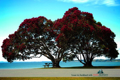 Pohutukawa trees by water - Titan Property